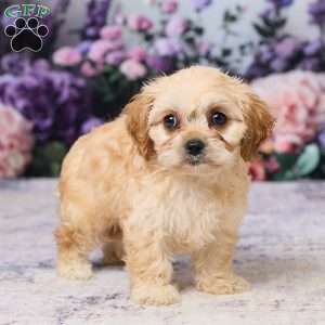 Abby, Cavachon Puppy